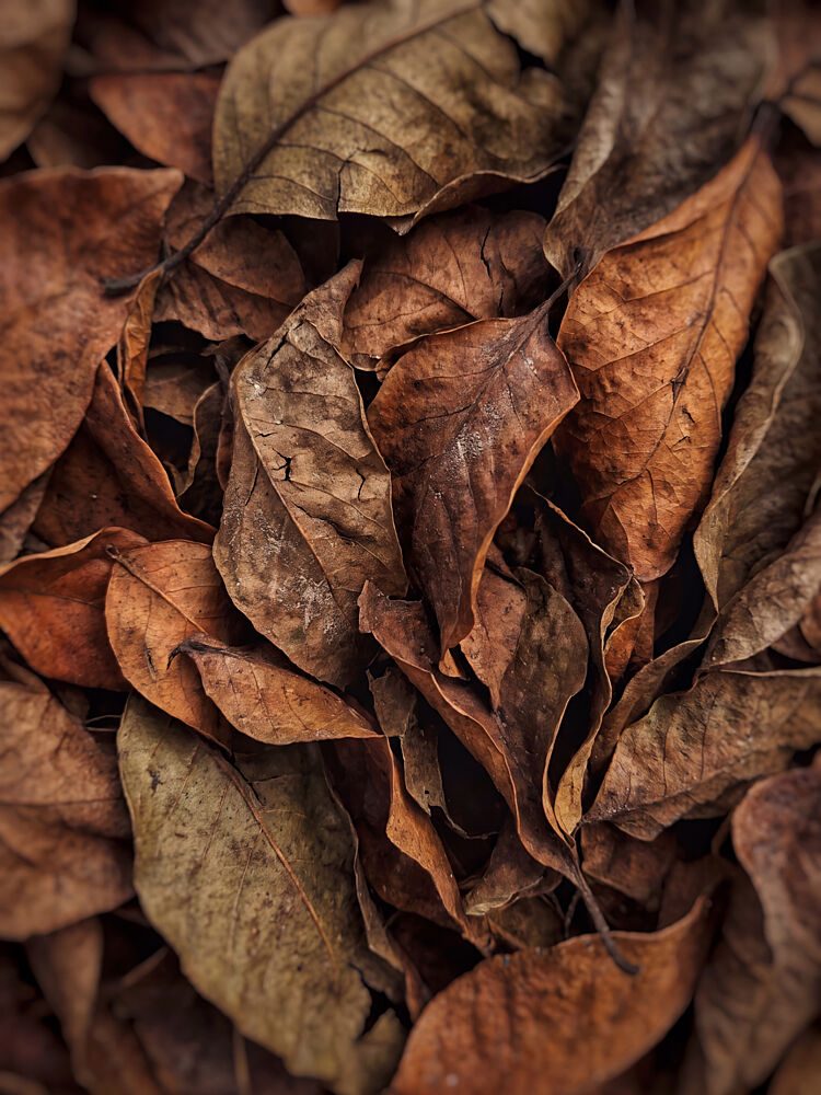 Textured Autumn Leaves art print by Andreas Magnusson for $57.95 CAD