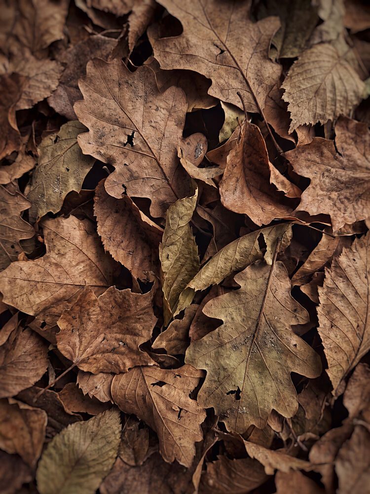 Rustic Autumn Foliage art print by Andreas Magnusson for $57.95 CAD