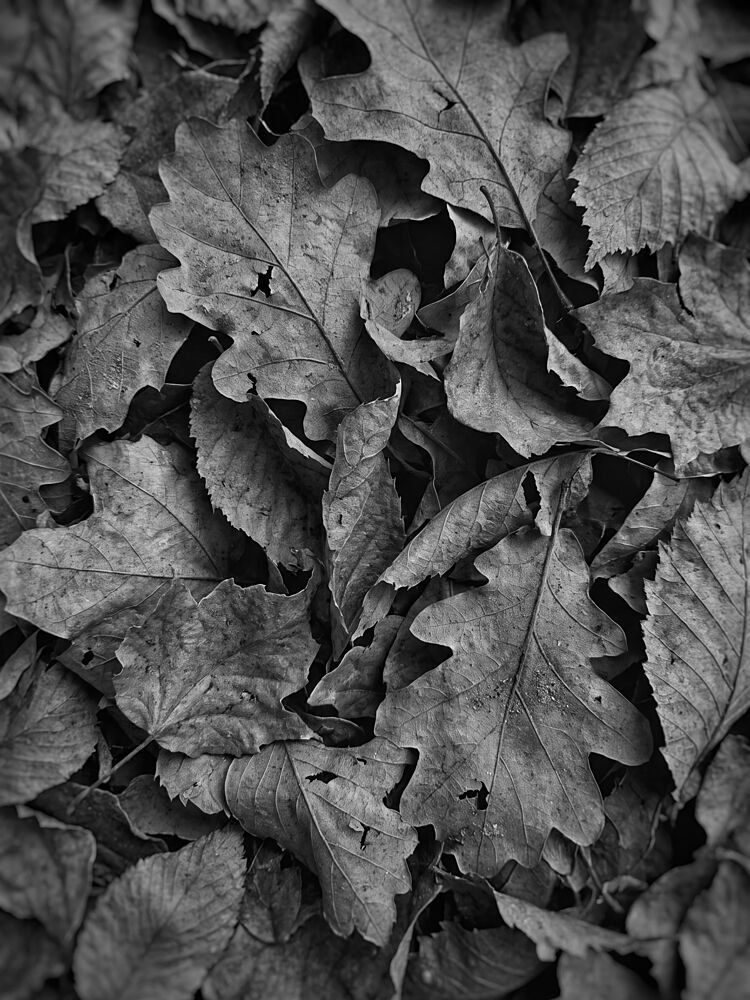 Monochrome Fall Foliage art print by Andreas Magnusson for $57.95 CAD