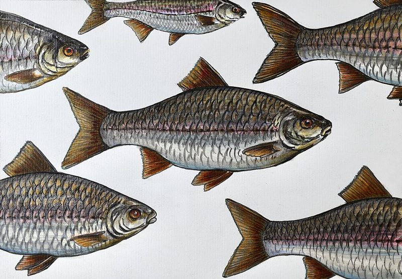 Swimming Fish Illustration art print by Marina Kozyr for $57.95 CAD