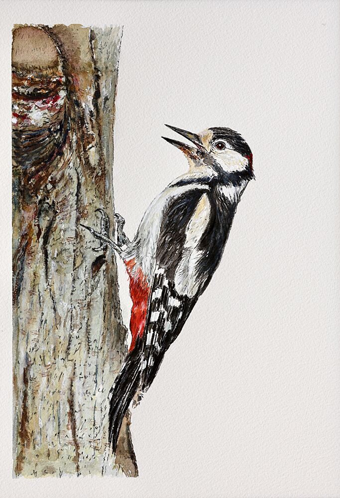 Spotted Woodpecker Perched art print by Marina Kozyr for $57.95 CAD