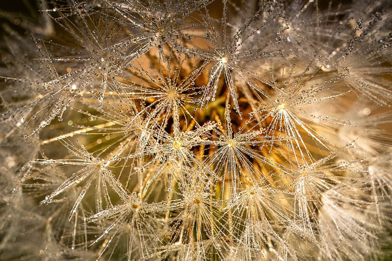 Dandelion with Shimmering Water Droplets art print by Harald Bader Photography for $57.95 CAD