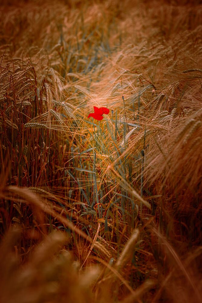 A Lone Poppy in an Autumnal Cornfield art print by Harald Bader Photography for $57.95 CAD