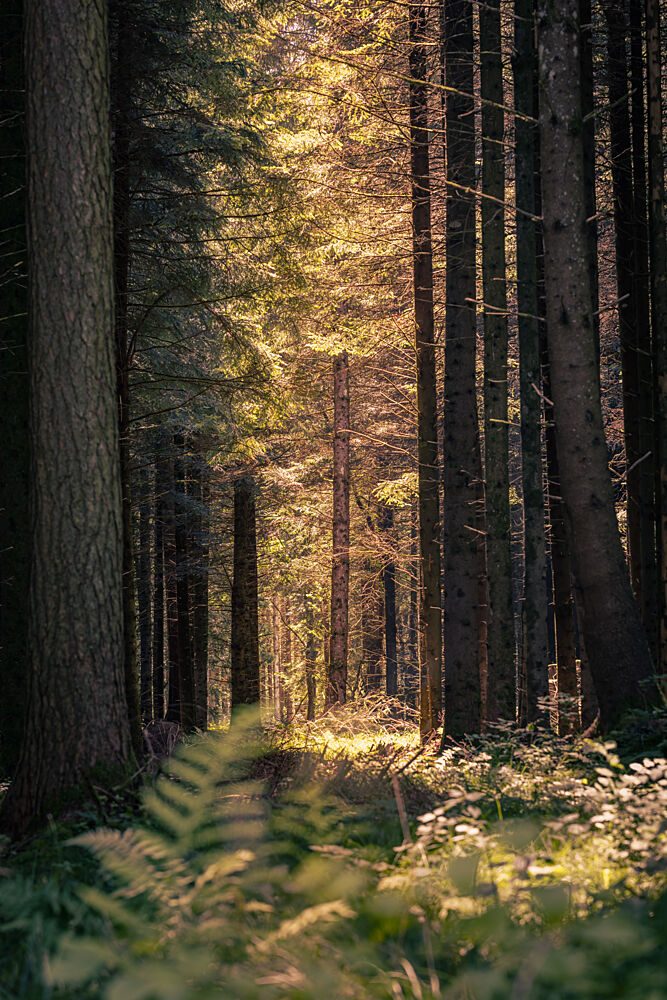 Sunbeams in the Forest art print by Harald Bader Photography for $57.95 CAD