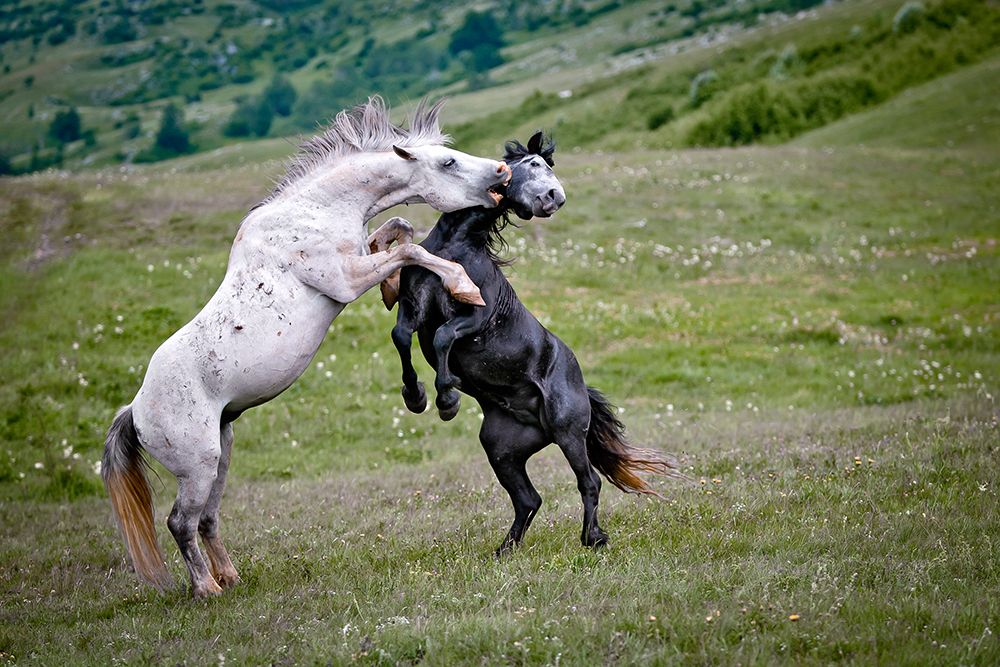 Attack The Teeth art print by Vedran Vidak for $57.95 CAD