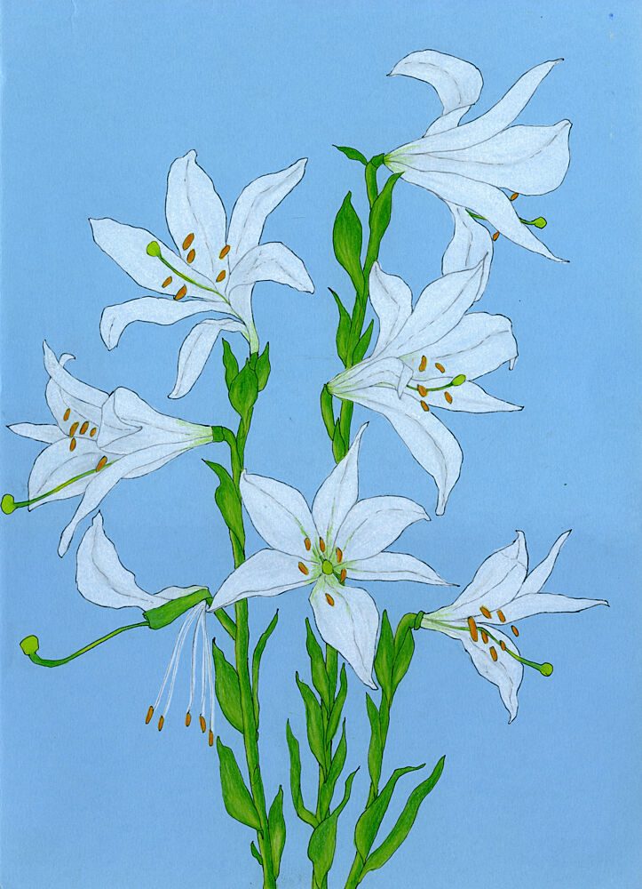 Elegant White Lilies art print by Viktoriia Saunina for $57.95 CAD