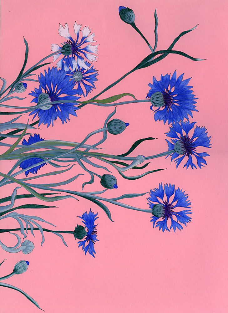 Blue Cornflowers on Pink art print by Viktoriia Saunina for $57.95 CAD