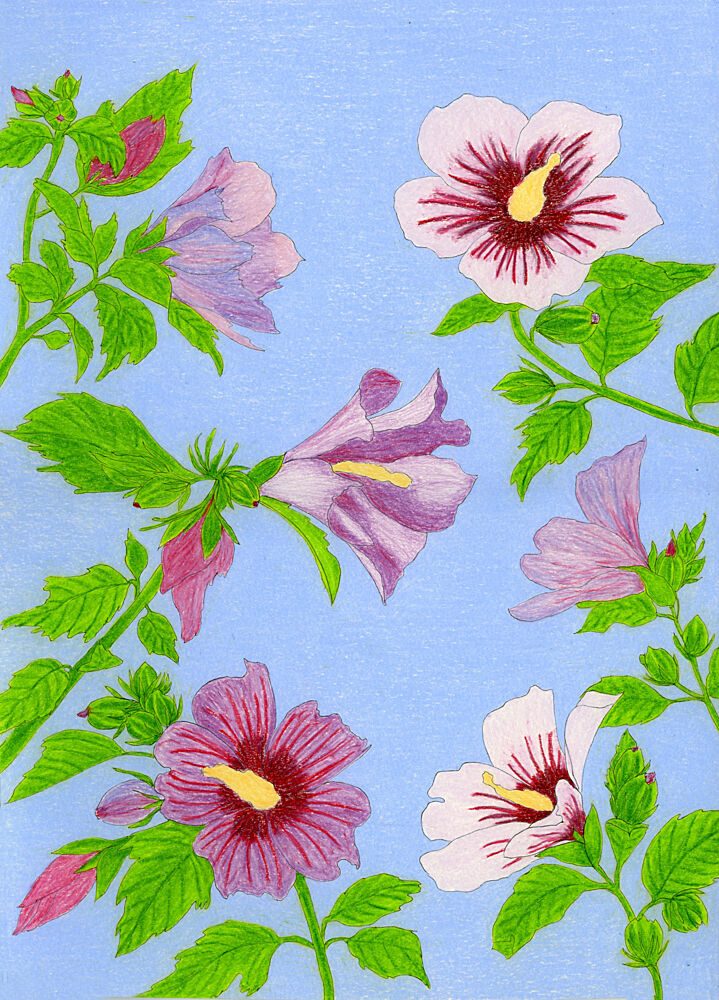 Blooming Hibiscus Flowers art print by Viktoriia Saunina for $57.95 CAD