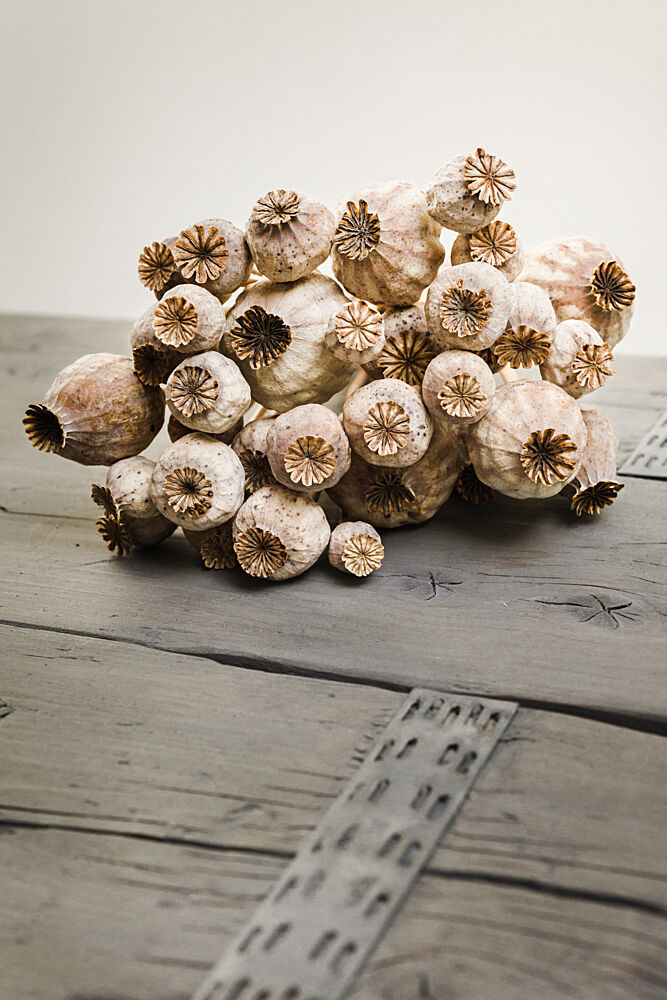 Rustic Poppy Pods art print by Mayra Pama for $57.95 CAD