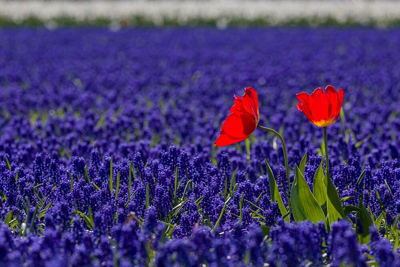 Red Tulips Blue Field art print by Mayra Pama for $57.95 CAD