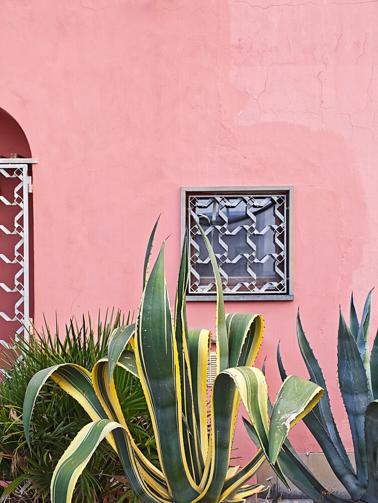 Pink Wall Agave art print by Shot by Clint for $57.95 CAD