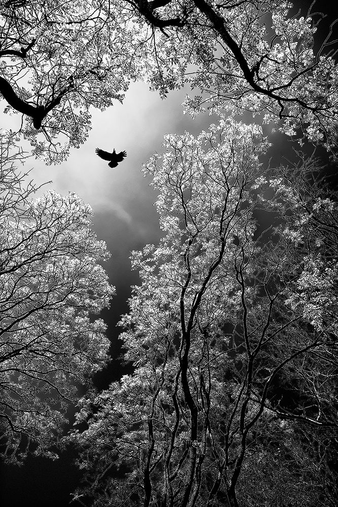 Flight art print by Goran Stamenkovic for $57.95 CAD
