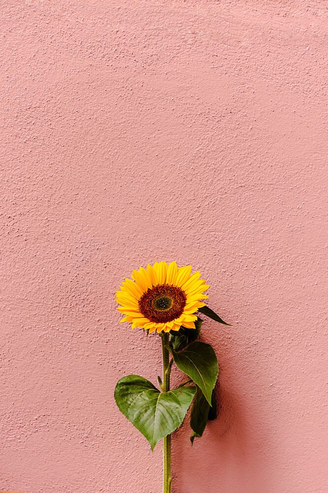 Pink Wall Sunflower art print by HelloHappylife for $57.95 CAD