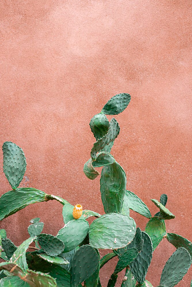 Prickly Pear Terracotta Wall art print by HelloHappylife for $57.95 CAD