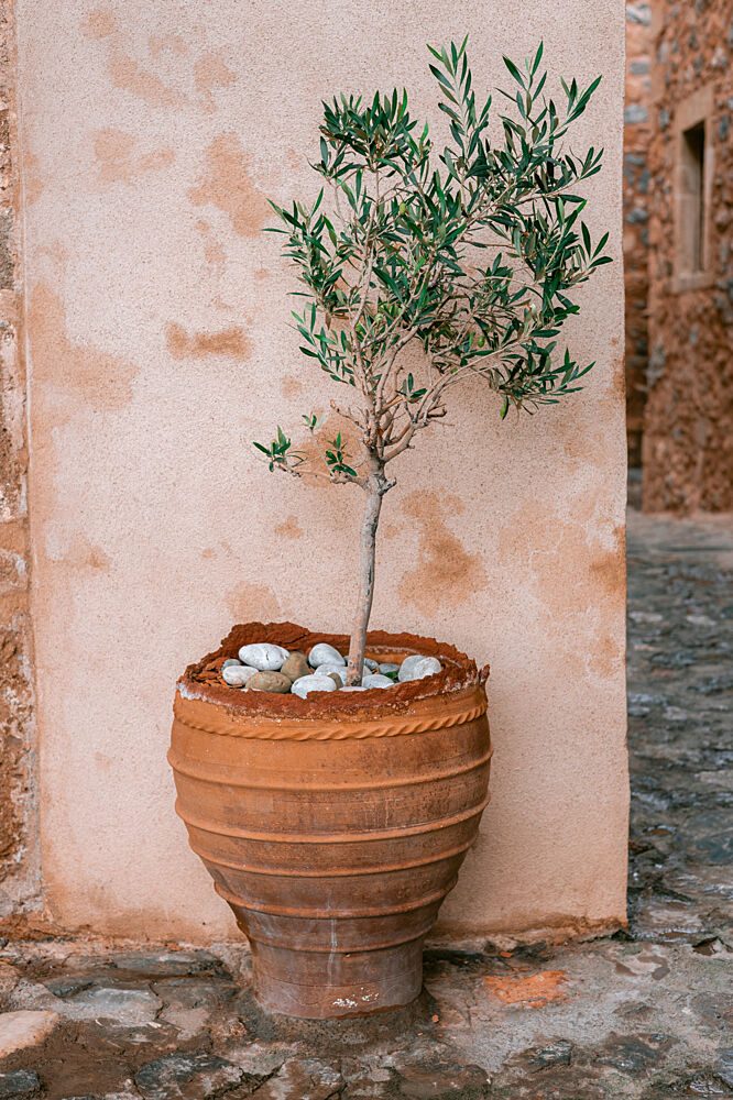 Rustic Potted Olive Tree art print by HelloHappylife for $57.95 CAD