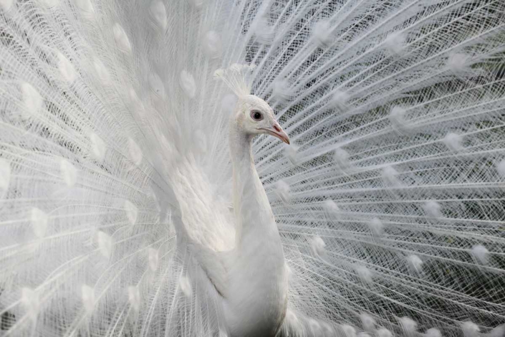 As White As Snow art print by Victoria Ivanova for $57.95 CAD