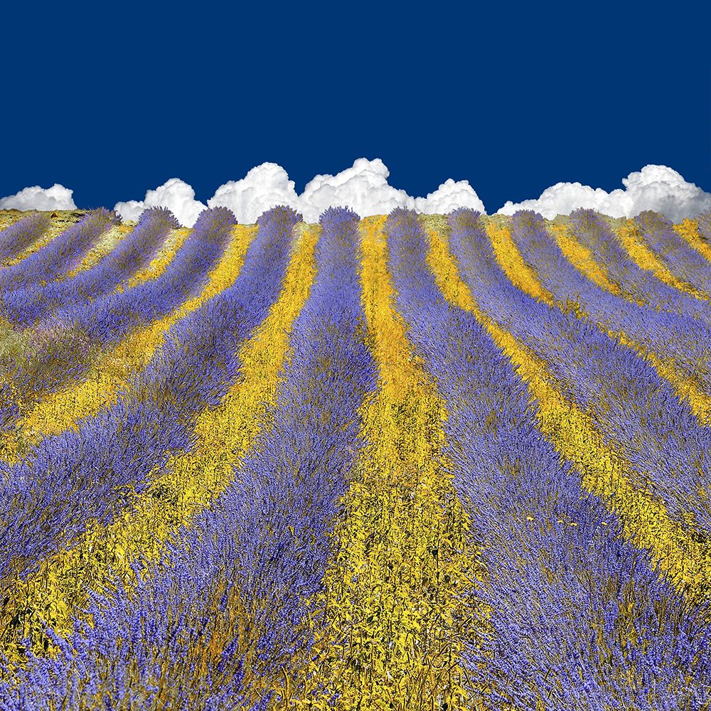Lavender Heaven art print by Lars Van De for $57.95 CAD