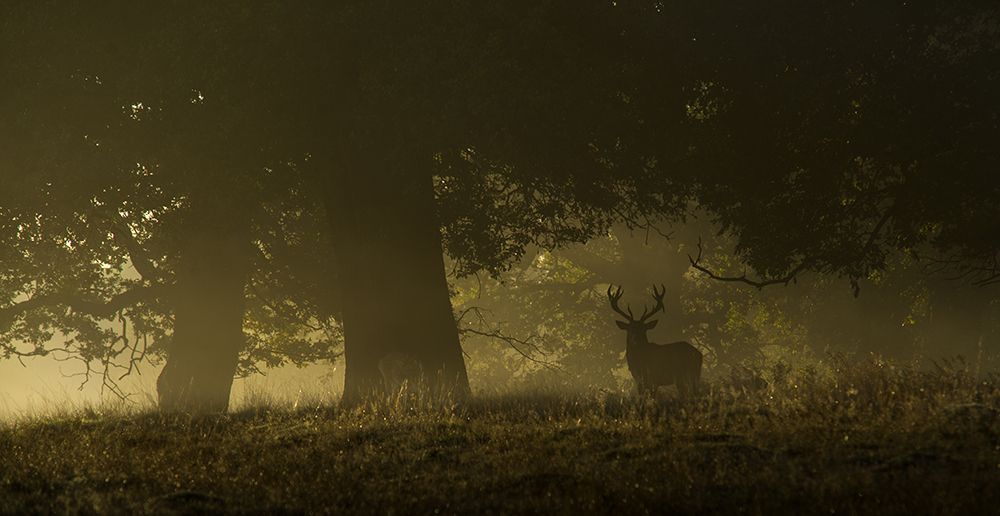 Magical Sunrise art print by Inigo Cia for $57.95 CAD