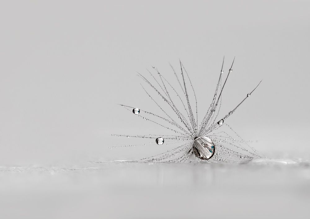 My Silver Spider art print by Heidi Westum for $57.95 CAD