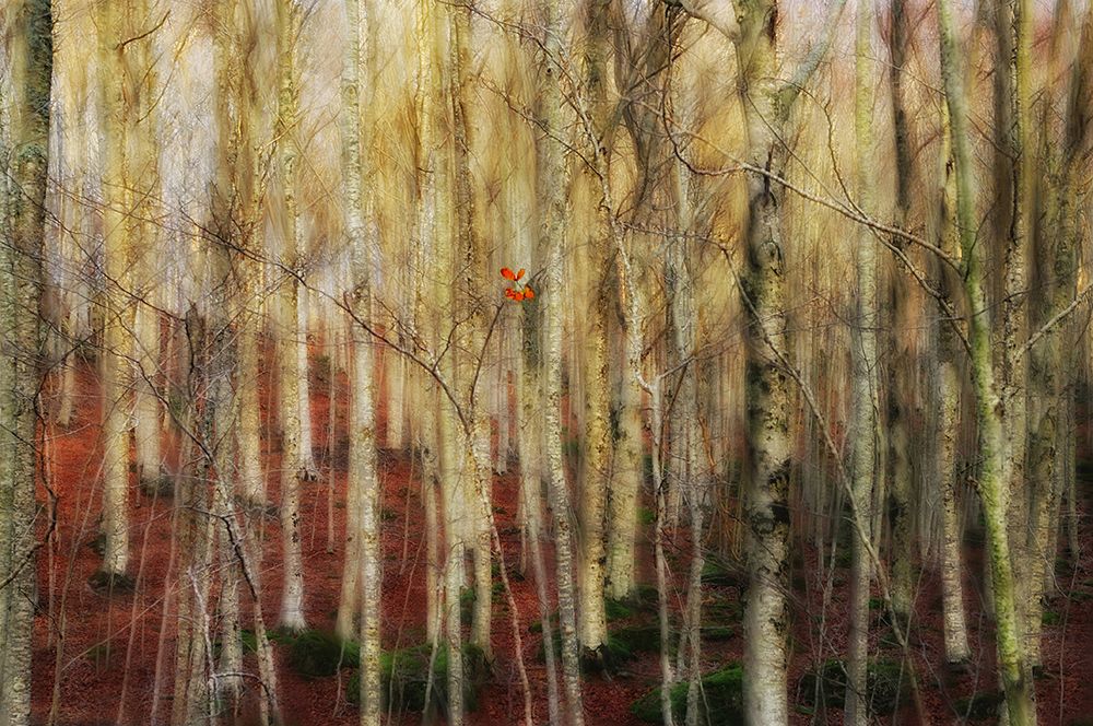 The Forest Of Ghosts art print by Francesco Martini for $57.95 CAD