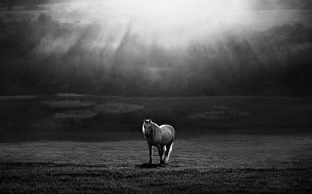 Morning Appearance art print by Peter Svoboda MQEP for $57.95 CAD