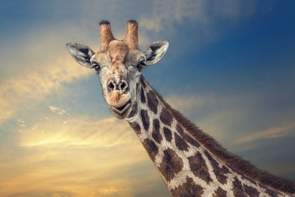 The Friendly Giant art print by Piet Flour for $57.95 CAD