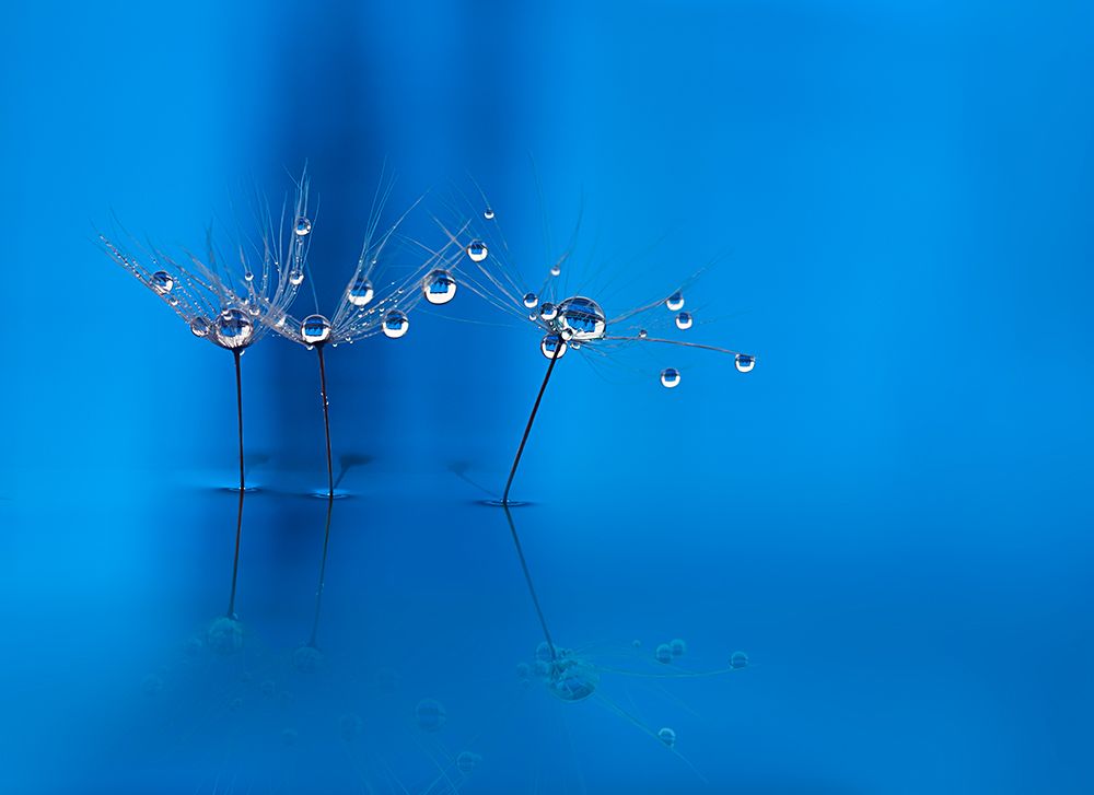 Blue Fun art print by Heidi Westum for $57.95 CAD