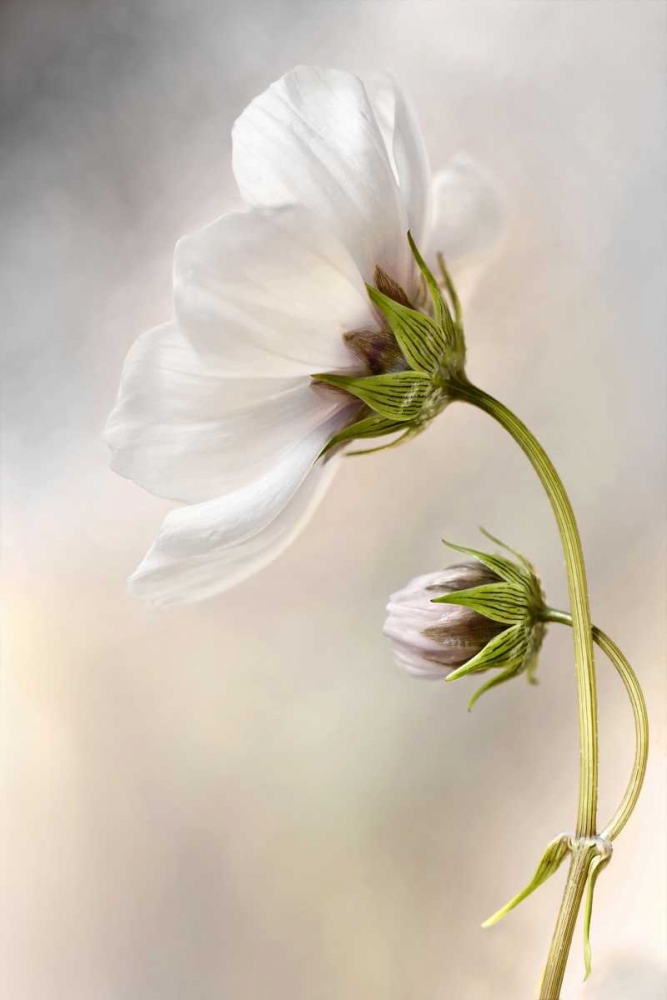 Cosmos art print by Mandy Disher for $57.95 CAD