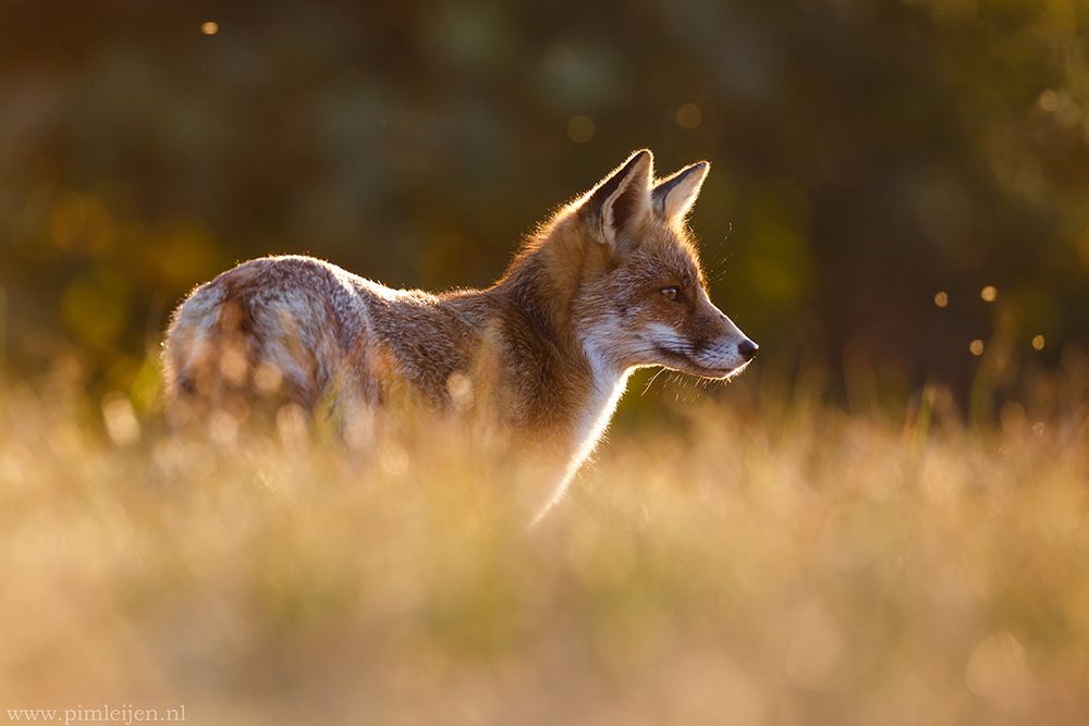 Last Light Fox art print by Pim Leijen for $57.95 CAD