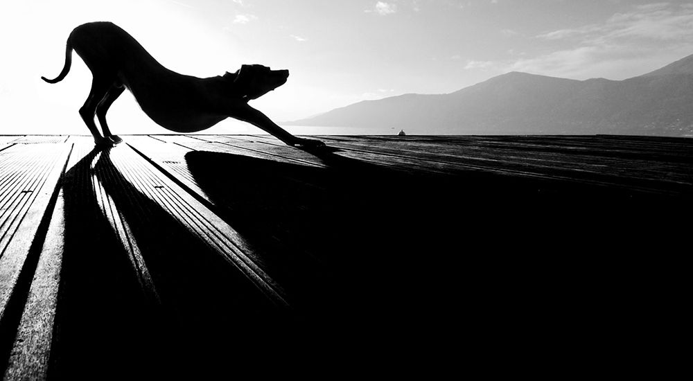Sun Salutation art print by Christine Frick for $57.95 CAD