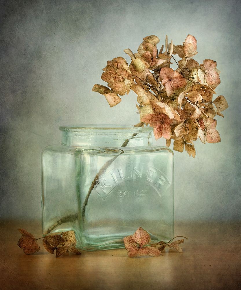 Hydrangea art print by Mandy Disher for $57.95 CAD