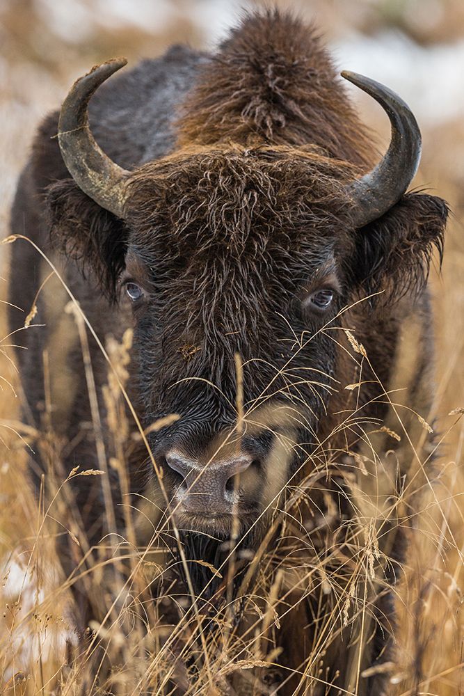 Wisent art print by Stefan Volkel for $57.95 CAD