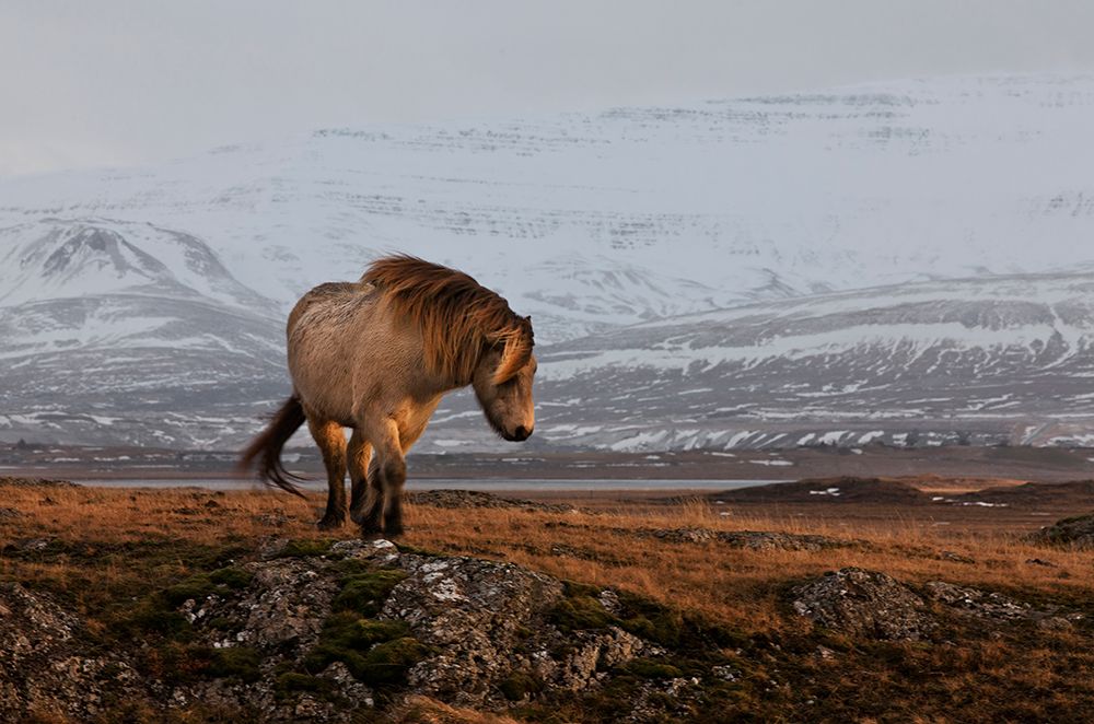 A Gleam From The Sun art print by Brin Ingibergsson-Bragi for $57.95 CAD