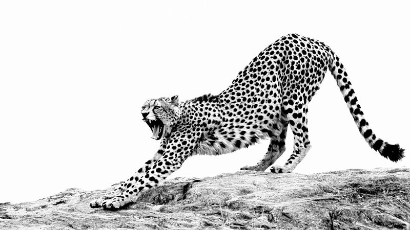 Powerful Cheetah Stretch art print by Heinrich Carstens for $57.95 CAD