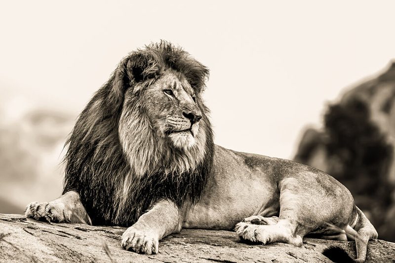 Majestic African Lion art print by Heinrich Carstens for $57.95 CAD