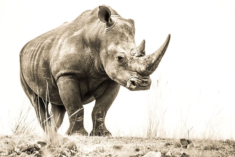 Majestic African Rhino art print by Heinrich Carstens for $57.95 CAD