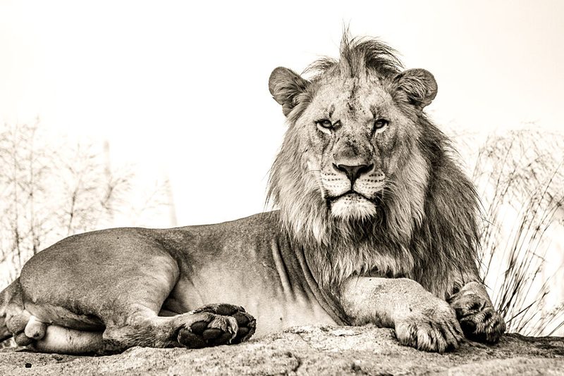 Powerful Lion Portrait art print by Heinrich Carstens for $57.95 CAD