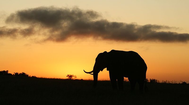 Elephant Sunset Silhouette art print by Heinrich Carstens for $57.95 CAD