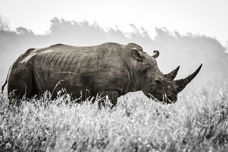 Black and White Rhino art print by Heinrich Carstens for $57.95 CAD