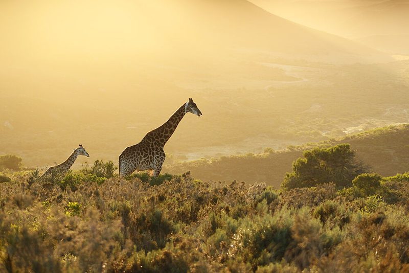 Golden Hour Giraffes art print by Heinrich Carstens for $57.95 CAD