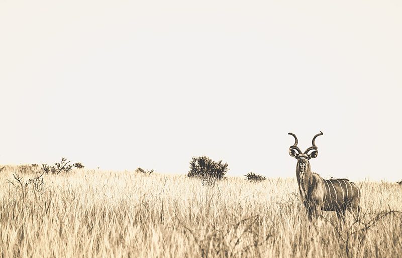 African Kudu in Grass art print by Heinrich Carstens for $57.95 CAD