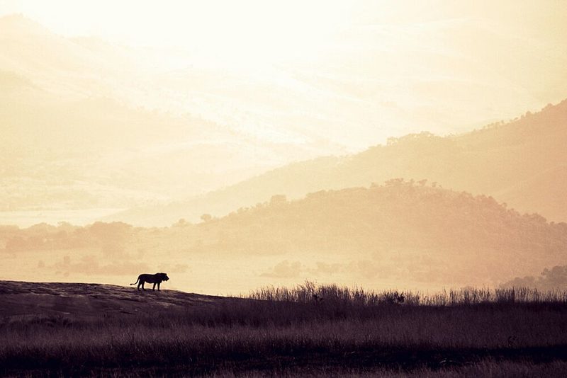 African Lion Golden Hour art print by Heinrich Carstens for $57.95 CAD