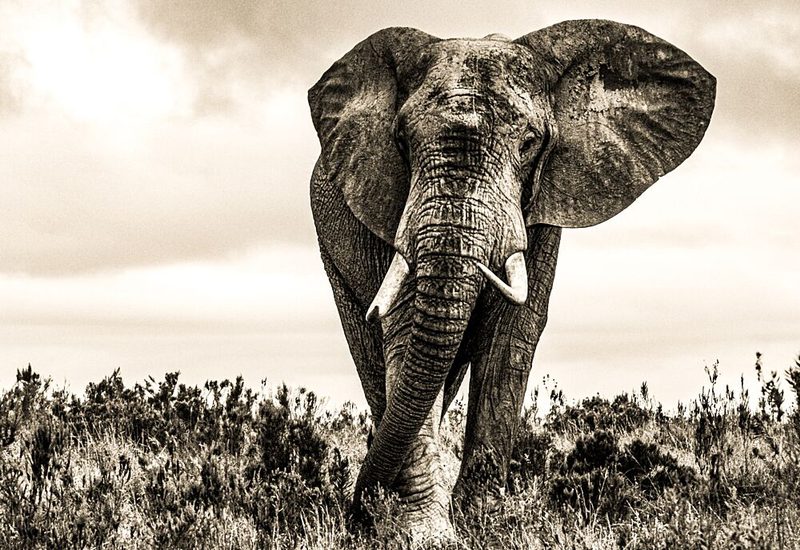 Majestic African Elephant art print by Heinrich Carstens for $57.95 CAD