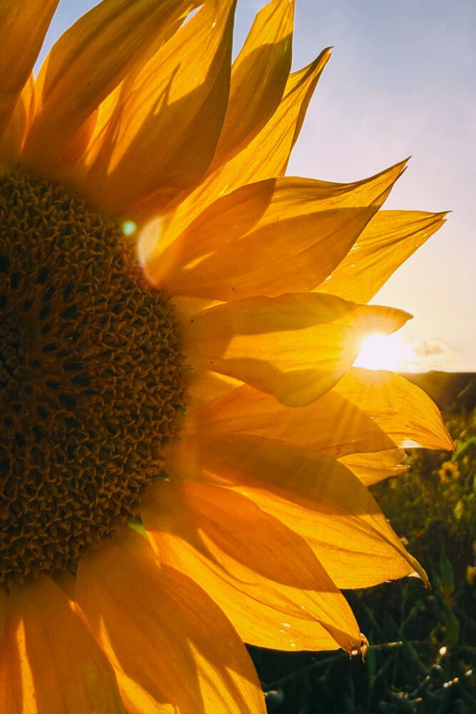 Golden Sunflower Sunset art print by Treechild for $57.95 CAD