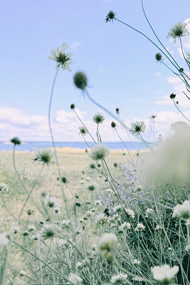 Delicate White Flowers Field art print by Treechild for $57.95 CAD