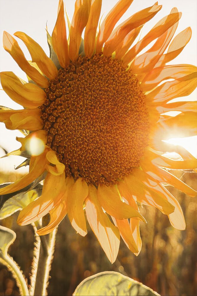 Sunlit Summer Sunflower art print by Treechild for $57.95 CAD