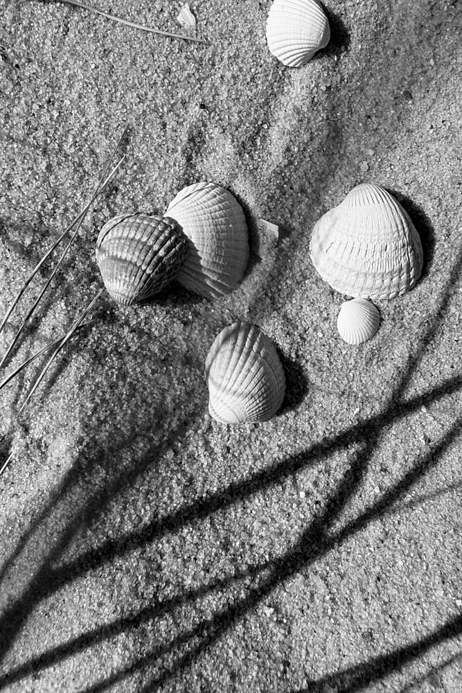 Seashells on Sand art print by Treechild for $57.95 CAD