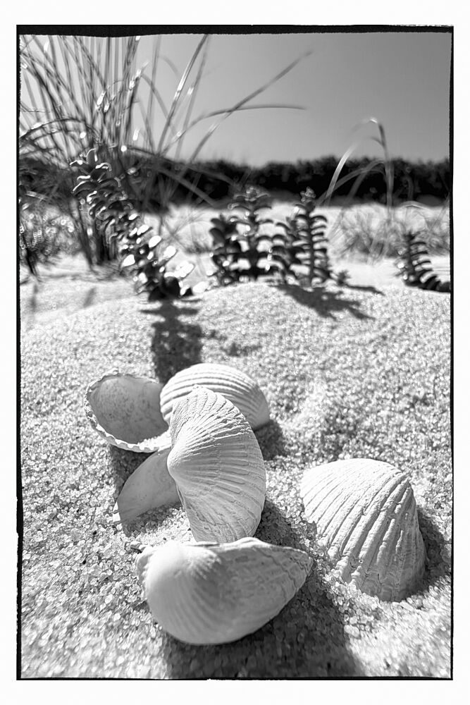 Seashells on Sandy Beach art print by Treechild for $57.95 CAD