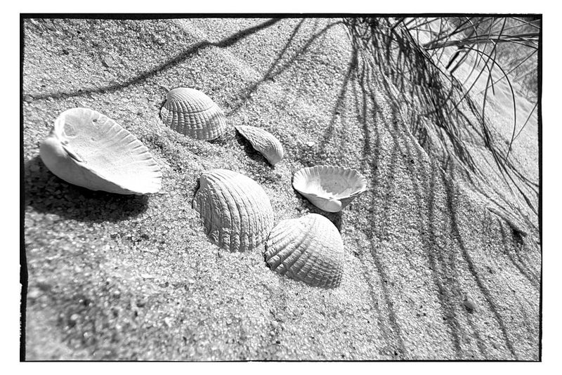 Seashells on Sandy Beach art print by Treechild for $57.95 CAD