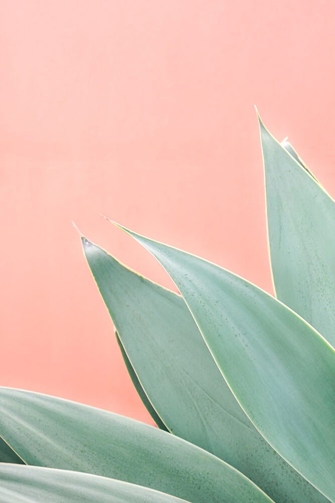 Green Agave Peach art print by HelloHappylife for $57.95 CAD